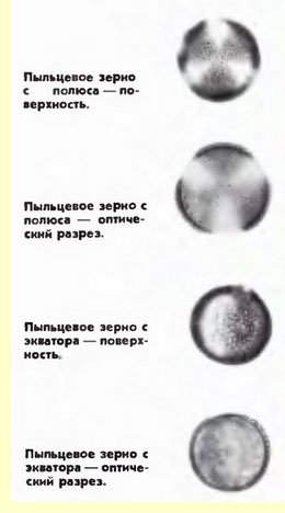 Сурепка, или сурепица (Barbarea vulgaris R.Br.) - пыльцевые зерна Сурепка, или сурепица (Barbarea vulgaris R.Br.) - пыльцевые зерна